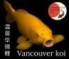 Japanese koi fish 高品质日本锦鲤观赏鱼/ 顶级景观设计师